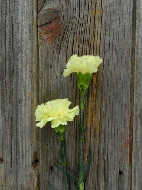 YELLOW CARNATIONS